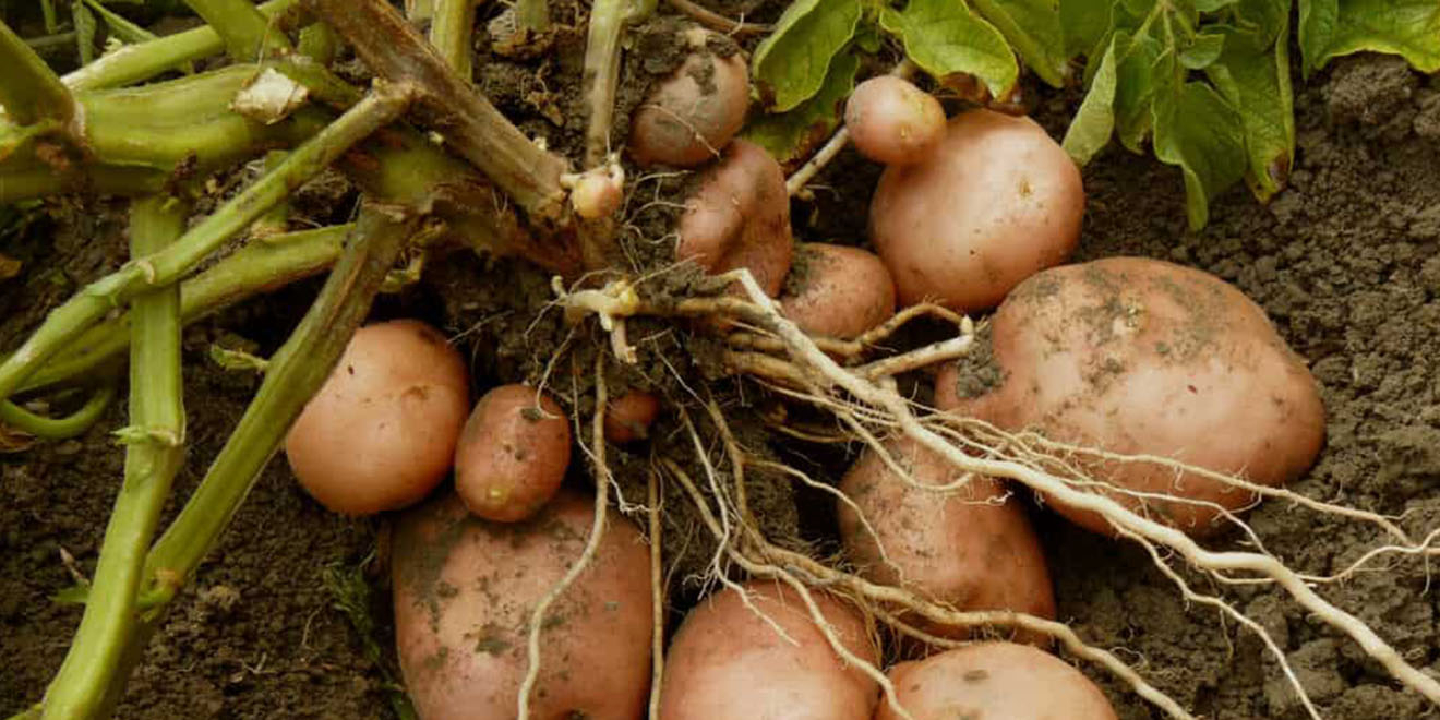 Grow Organic Potatoes